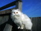 Сидит кошка на заборе…