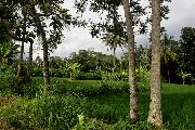 Тропический лес на Яве