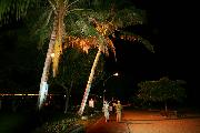 Прогулка под пальмами