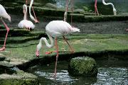 В птичьем парке. Фламинго