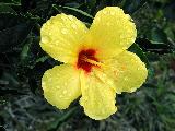 Желтый гибискус после дождя (из серии "Гавайский гербарий")