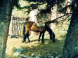 Аршанская лошадка