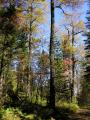 Осенний лес в долине Слюдянки