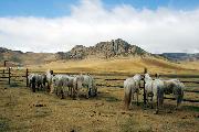 Белые лошади Монголии