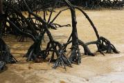 Прибрежные мангровые заросли во время отлива